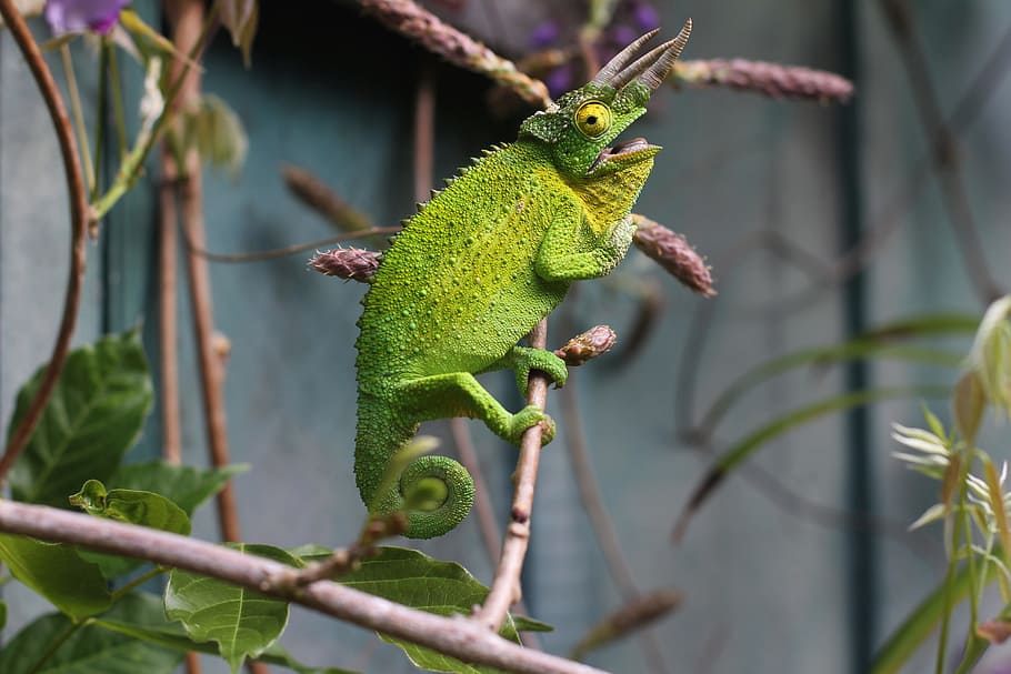 lizard, reptile, green, chameleon, tree, branch, animal, animal themes HD wallpaper