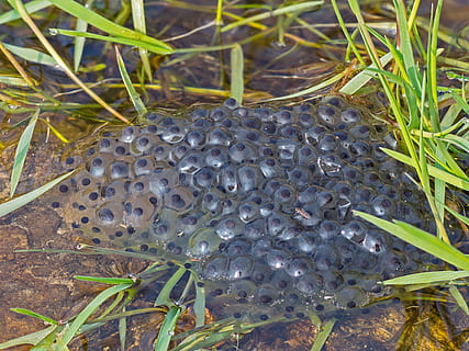 spawn, frog spawn, water, drop, pond, amphibians, toad, frog eggs HD wallpaper