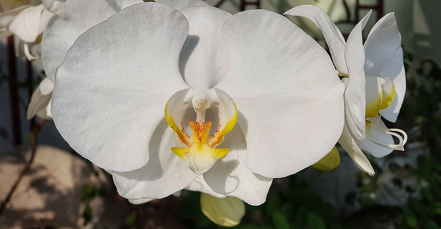 white, orchid, closeup, flower, flora, nature, beautiful, garden HD wallpaper