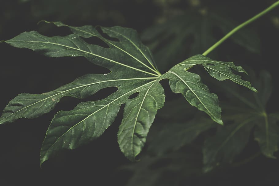 Focus Photography of Green Leafed Plant, Big leaf, blooming, bright HD wallpaper