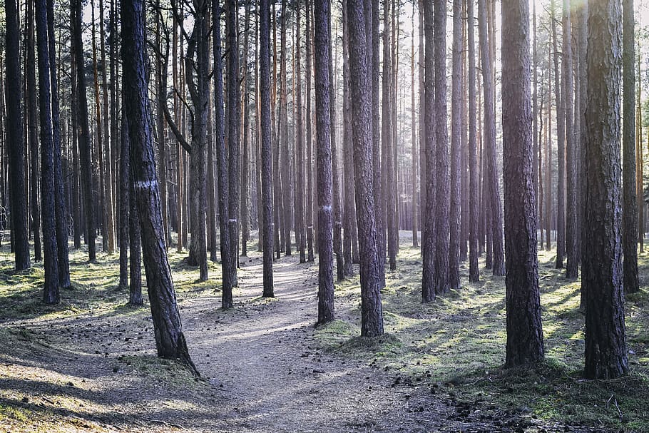 backlighting, forest, path, way, pine, trees, strain, wood HD wallpaper