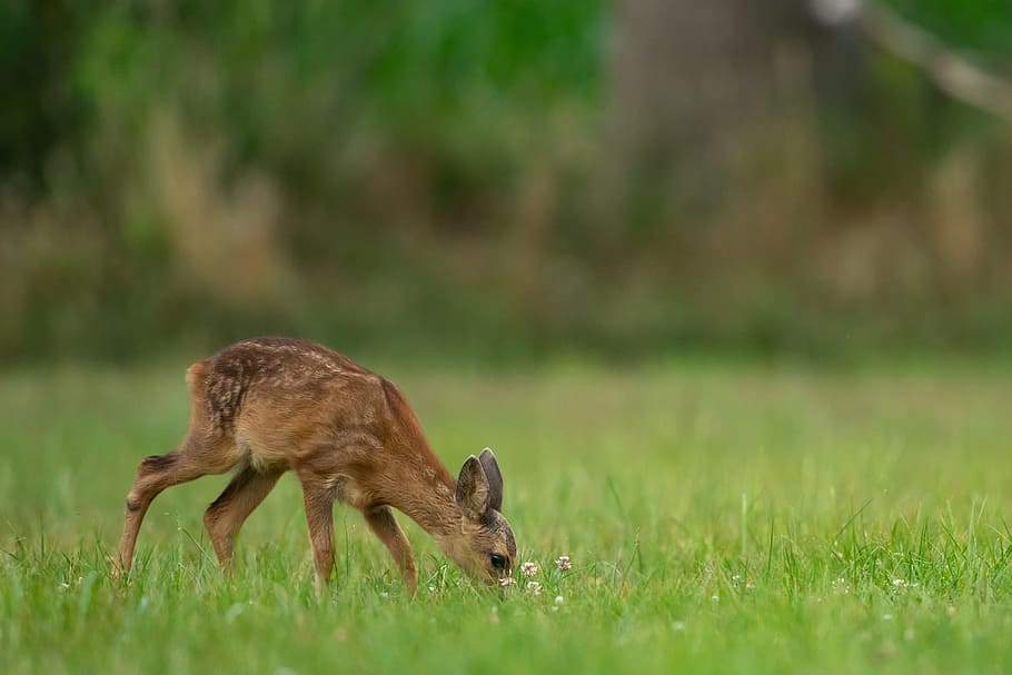 baby deer on grass, field, green, fawn, fur, animal, bambi, wildlife HD wallpaper