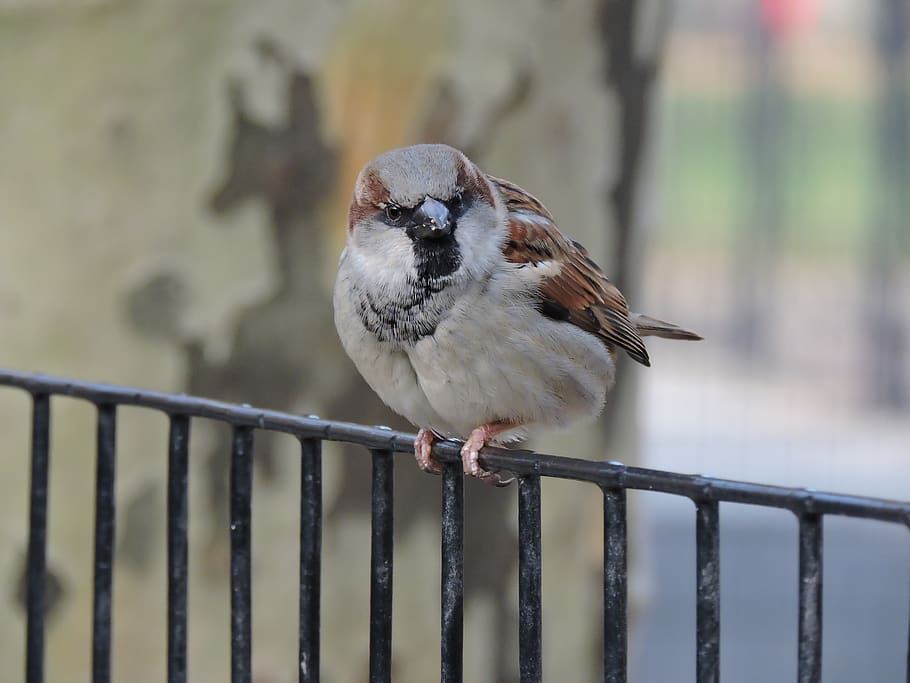 bird, nature, wings, fly, animals, ave, dom, flight, pen, wild, HD wallpaper