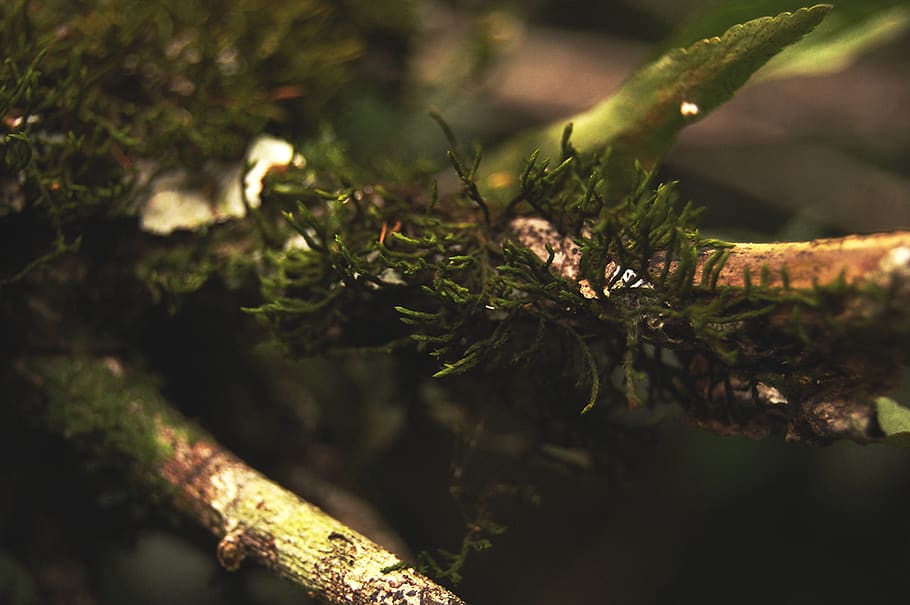 plant, tree, growth, close-up, no people, green color, nature HD wallpaper