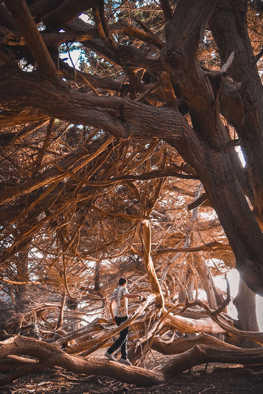 person walking between brown trees during daytime, plant, tree trunk HD wallpaper