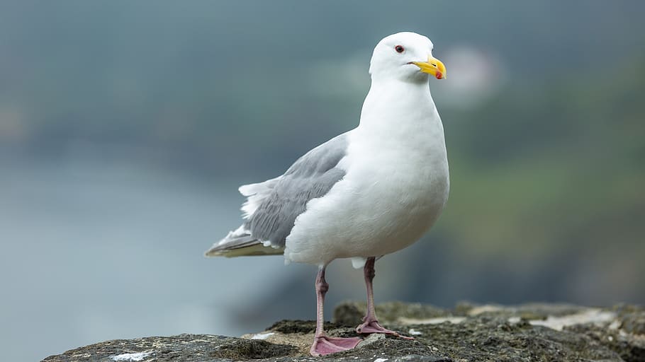 white seagull, bird, animal, united states, sea lion point, beak HD wallpaper