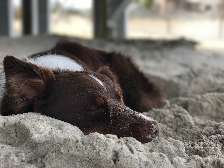 dog, sand, mammal, animal themes, one animal, domestic, pets HD wallpaper