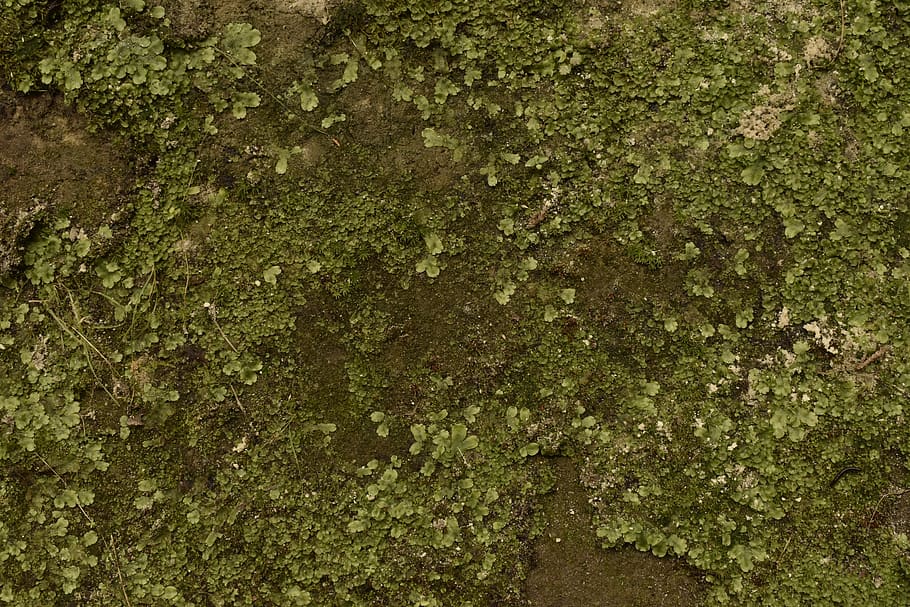 moss, nature, texture, green color, full frame, backgrounds HD wallpaper