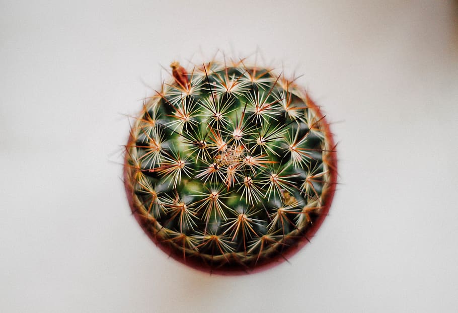 plants, succulent, simple, cactus, succulent plant, thorn, spiked HD wallpaper