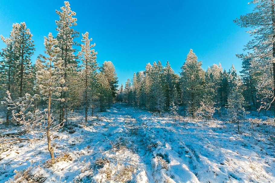 Landscape Photo of Trees during Snow, cold, daytime, forest, zing HD wallpaper