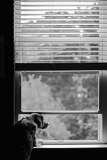 dog overlooking on window, home decor, mammal, animal, canine HD wallpaper
