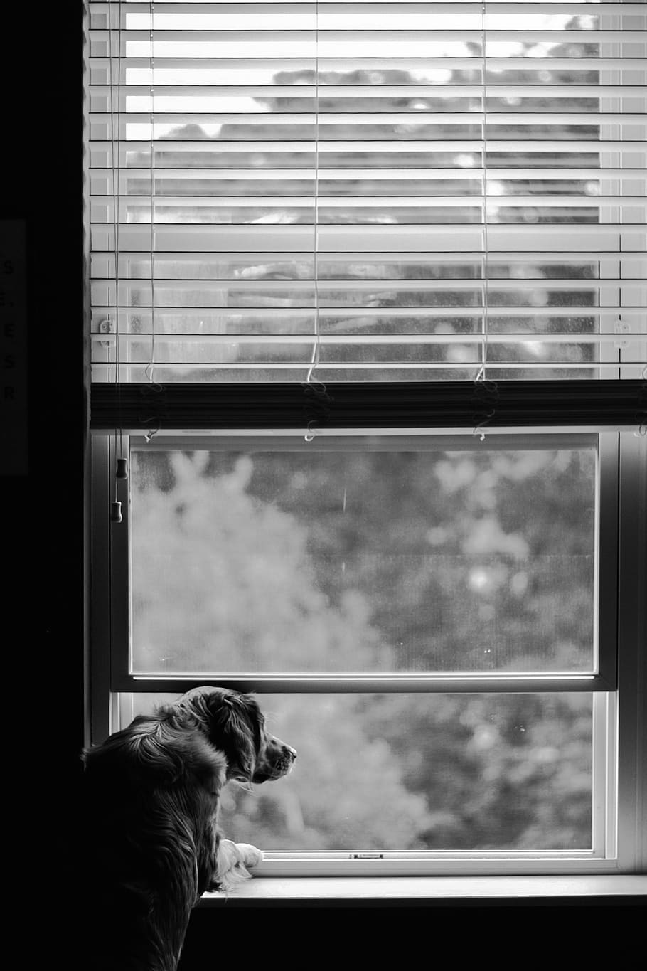 dog overlooking on window, home decor, mammal, animal, canine HD wallpaper