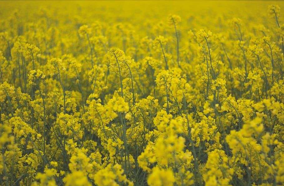 field, flowers, yellow, spring, summer, nature, beauty in nature HD wallpaper