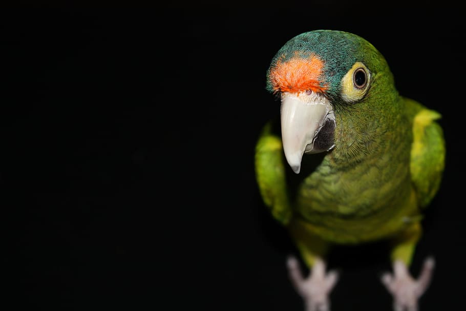 artificial, bird, parrot, green, pose, one animal, vertebrate HD wallpaper