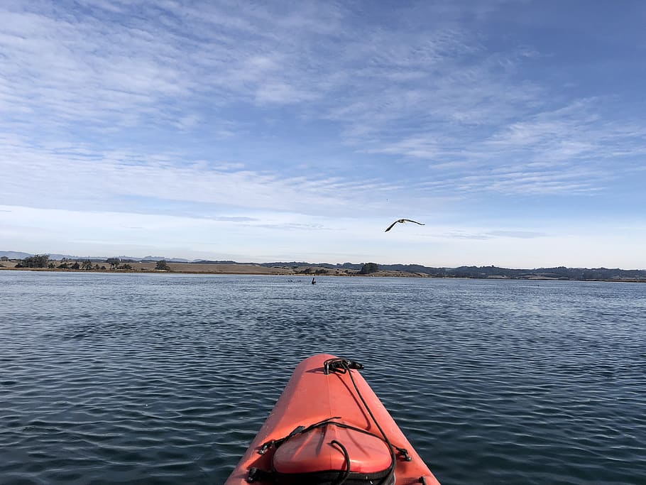 kayak, sky, water, vertebrate, flying, bird, beauty in nature HD wallpaper