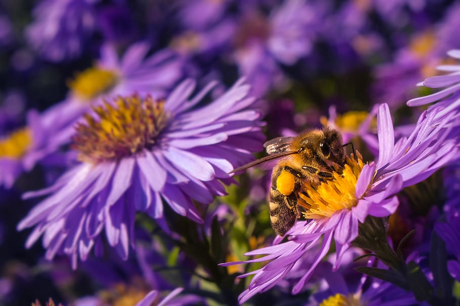 bee, pollen, blossom, bloom, collect, pollination, insect, flower HD wallpaper