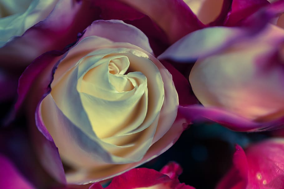 white and purple rose, flower, beauty in nature, flowering plant HD wallpaper