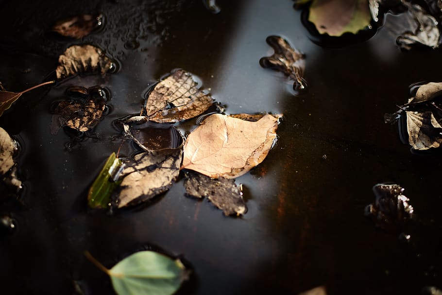 withered leaf on body of water, plant, reptile, animal, turtle, HD wallpaper