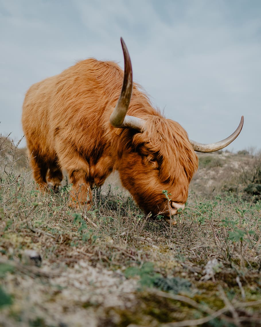 brown bison, animal themes, mammal, horned, domestic animals HD wallpaper