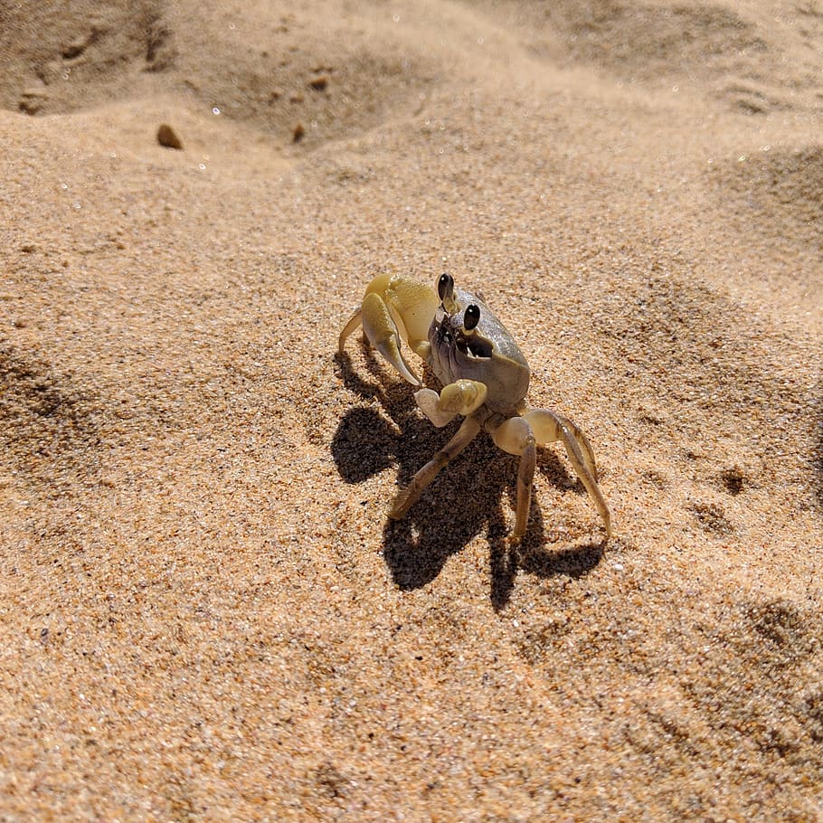 crab, sand, beach, sea, nature, wildlife, crustaceans, marine HD wallpaper