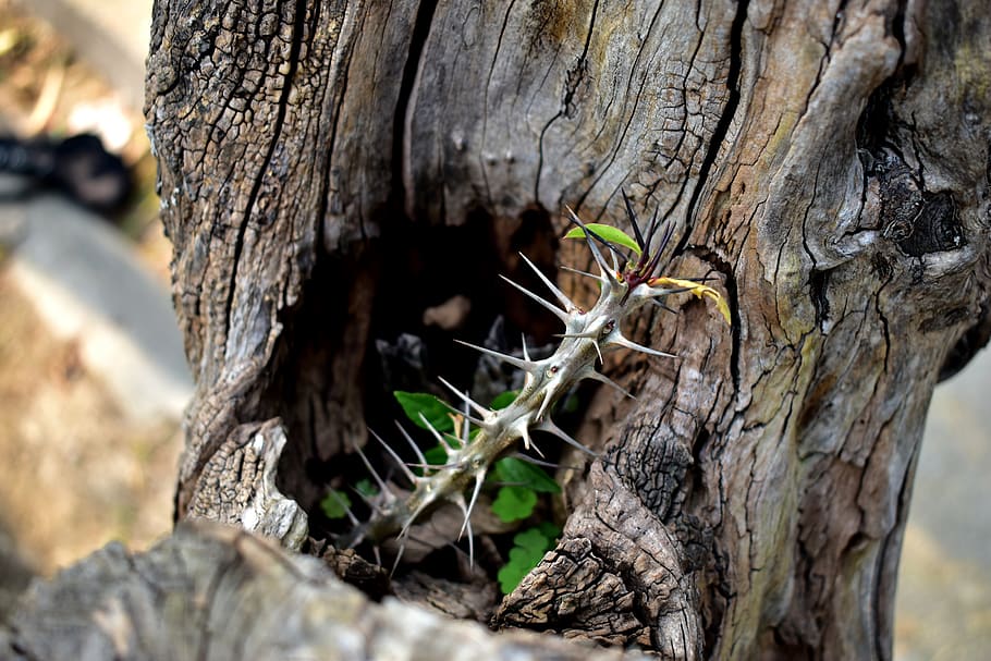 trunk, thorns, tree, nature, plant, spina, branch, bark, fresh HD wallpaper