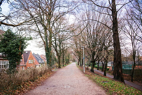 empty footpath between trees, plant, tree trunk, walkway, outdoors HD wallpaper