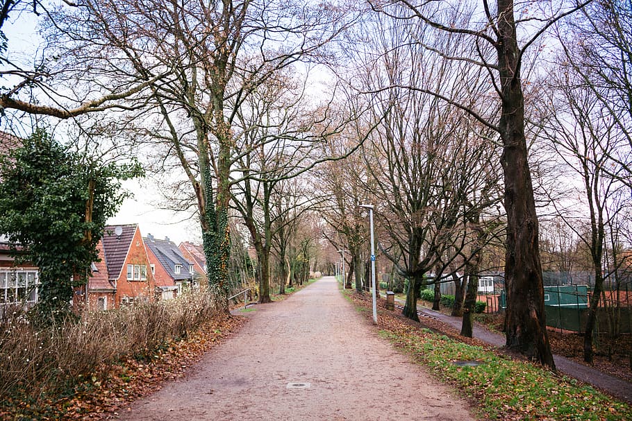 empty footpath between trees, plant, tree trunk, walkway, outdoors HD wallpaper