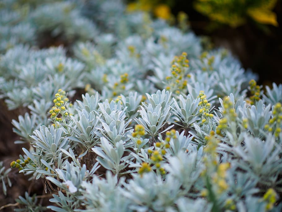 bokeh, trees, grass, plant, flower, macro, growth, flowering plant HD wallpaper