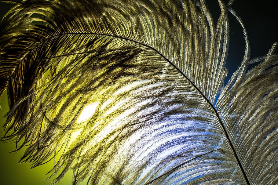 spring, strauss, bird, animal, wing, nature, feather, silk HD wallpaper