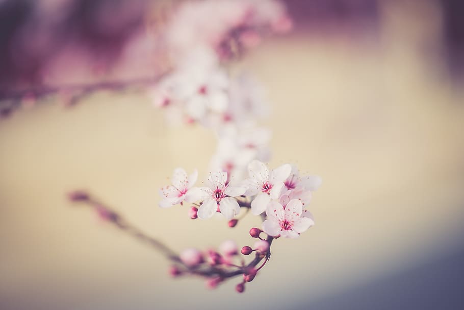 blooming cherry blossom tree, plant, flower, white, petal, pink HD wallpaper