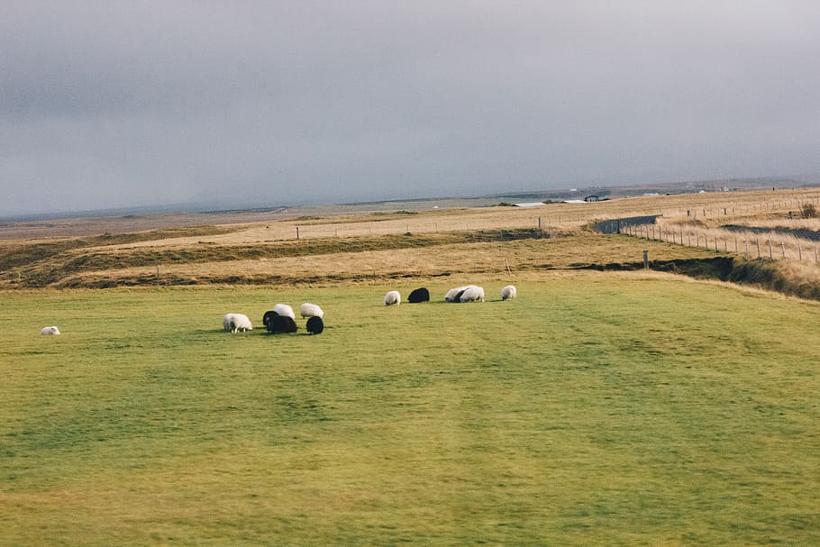iceland, sheeps, animal, animal themes, mammal, grass, group of animals HD wallpaper