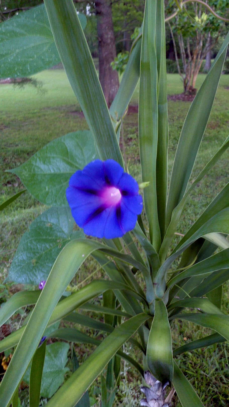 flower, blossom, bloom, daytime, blue, green, plant, flowering plant HD wallpaper