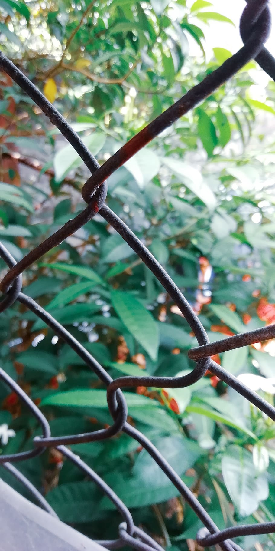 leaf, leaves, plants, nature, green, mobile, wallpaper, focus on foreground HD wallpaper