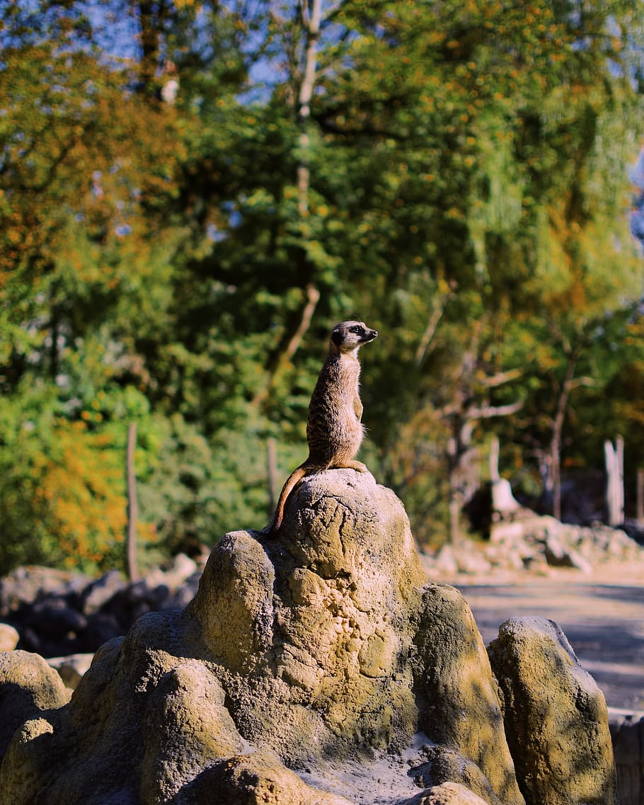 germany, münchen, hellabrunn zoo, rock, rock - object, solid HD wallpaper