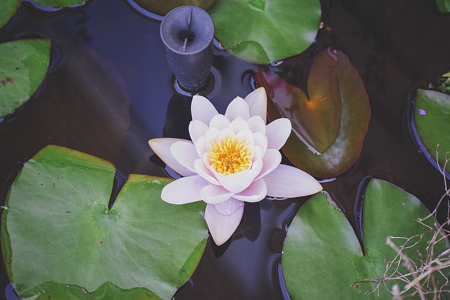 flower, flowering plant, leaf, water lily, beauty in nature HD wallpaper