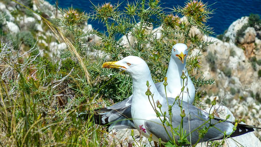 seagull, ave, nest, bird, animals, plant, animals in the wild HD wallpaper
