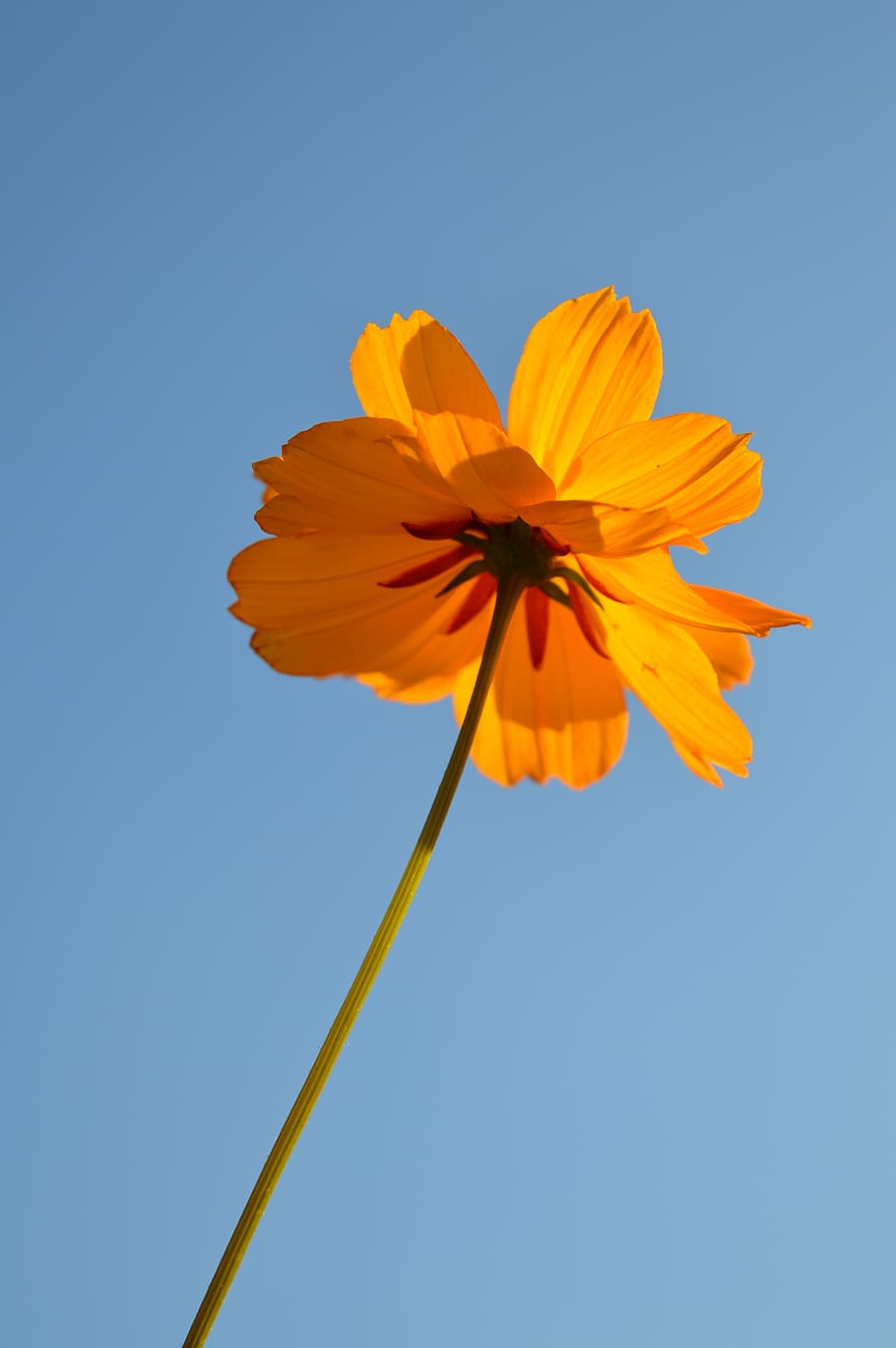 flower, sky, nature, summer, flowering plant, fragility, vulnerability HD wallpaper