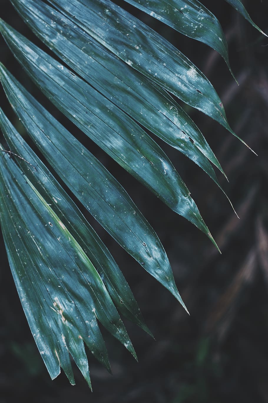 background, texture, pattern, nature, blue, color, animal, wallpaper HD wallpaper
