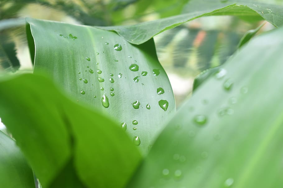 water drops, dew, leaf, nature, green, we leaf, wet, plant HD wallpaper