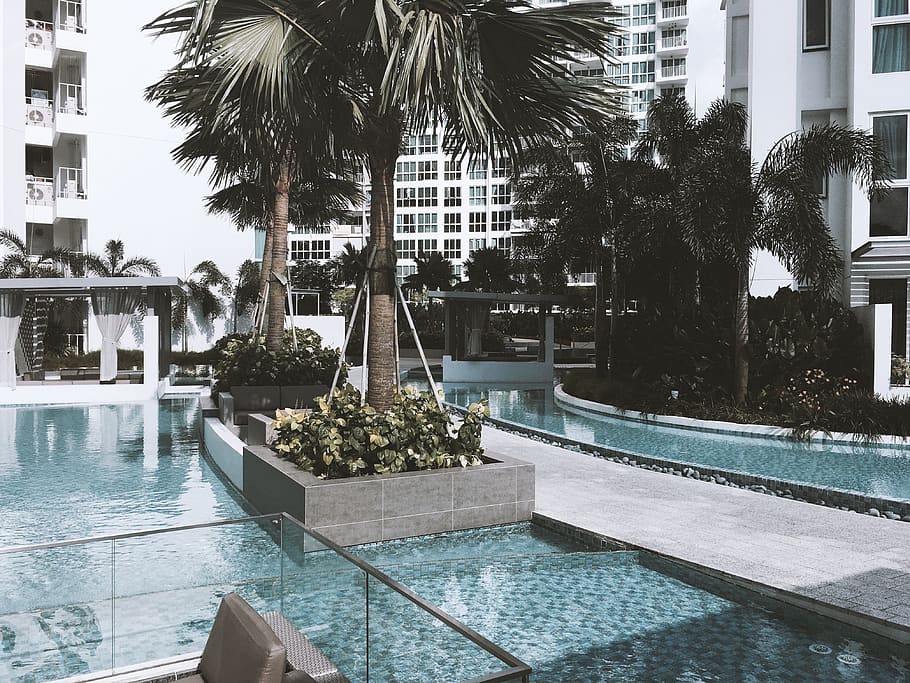singapore, tree, water, pool, plant, swimming pool, palm tree HD wallpaper