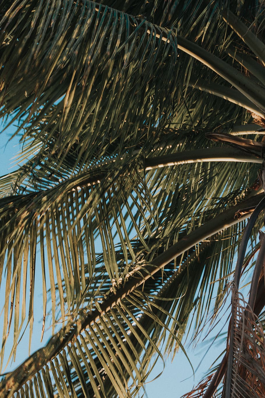 green coconut tree during daytime, palm tree, tropical climate HD wallpaper