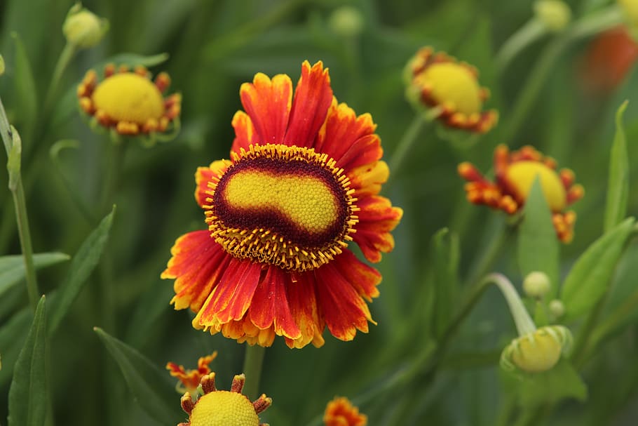 gelenium, flower, blossom, bloom, plant, nature, flora, summer HD wallpaper