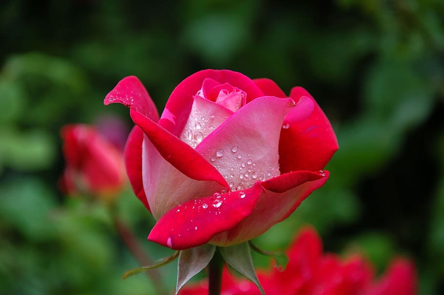 Close Photography of Red and Pink Rose, bloom, blossom, dew, dewdrops, HD wallpaper
