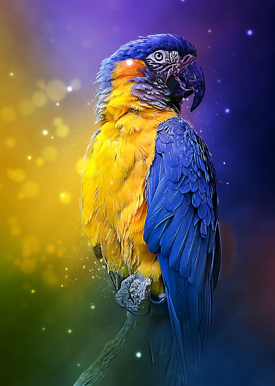 HD wallpaper: parrot, colorful, bird, feathered, animal, nature, tropical |  Wallpaper Flare