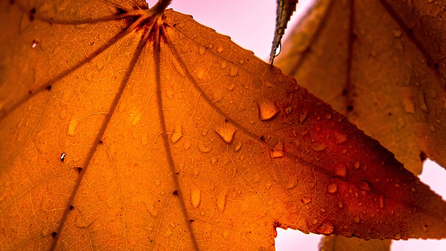 leaf, autumn, maple, backlight, forest, tree, nature, plant part HD wallpaper