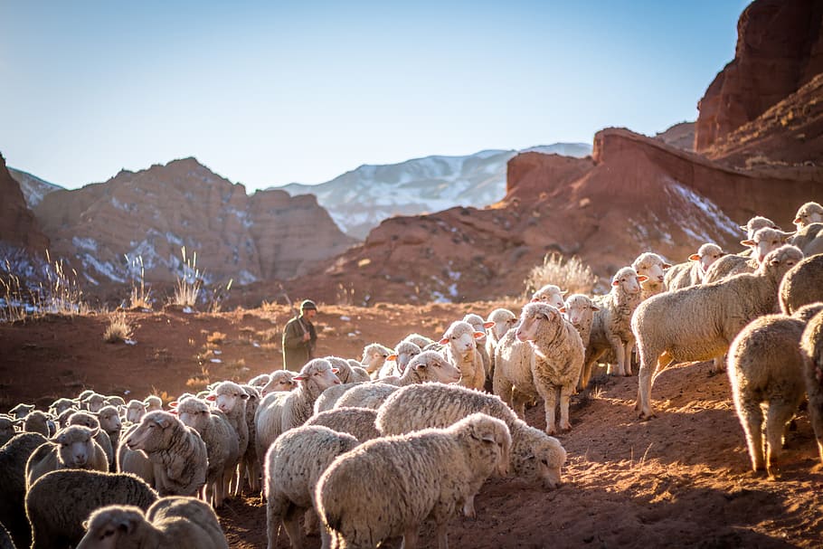 photo of herd of sheep, animal, shepherd, flock, mountain, farmer HD wallpaper