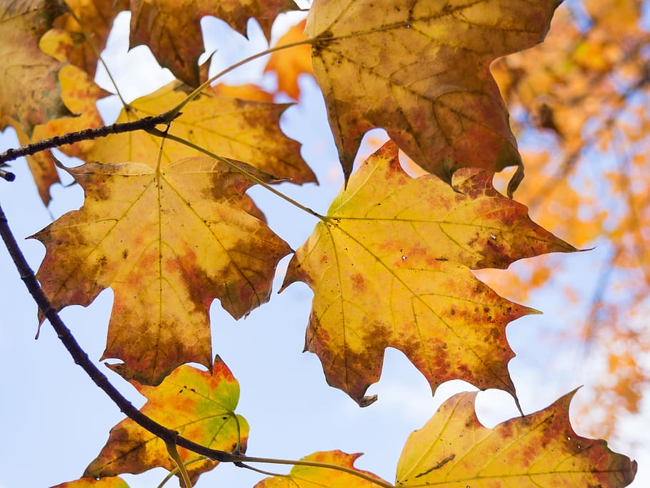 Fall Leaves on Tree, Macro, Nature, Trees, autumn, plant part HD wallpaper