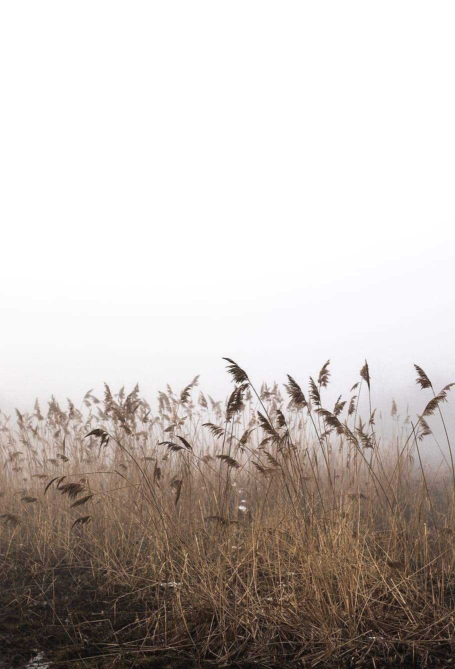 brown grass under white clouds, plant, sky, growth, copy space HD wallpaper