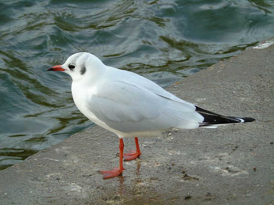 seagull, bird, animals, animals in the wild, animal themes HD wallpaper