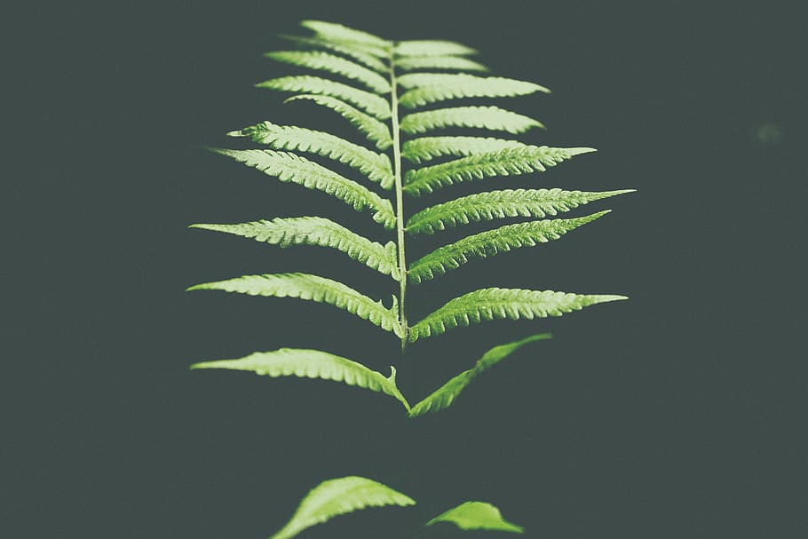 fern, green, leaf, plant, dark, green color, plant part, growth HD wallpaper